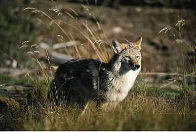 滑板新游《Driftwood》上架steam 轻松惬意山中速滑